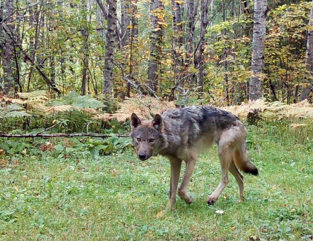 Eastern Wolf