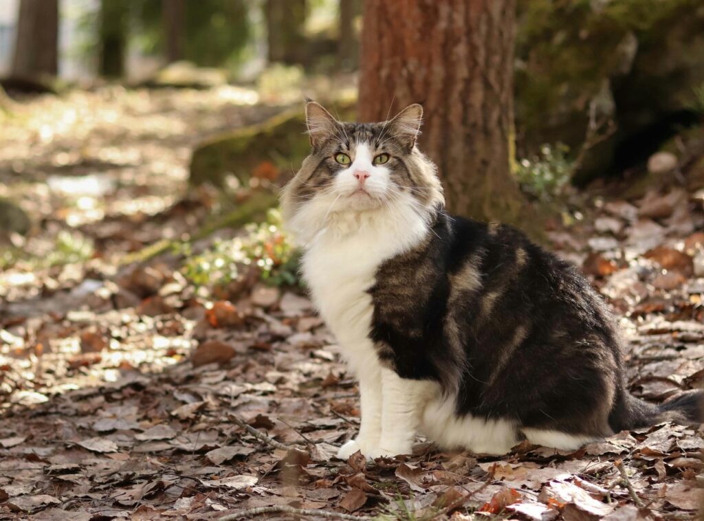 Norwegian Forest Cat
