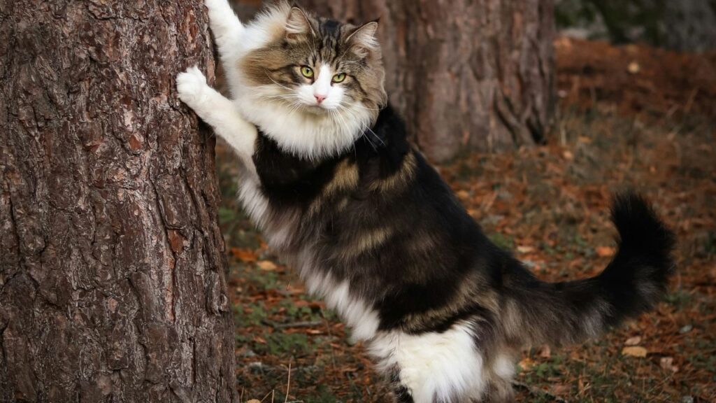 Norwegian Forest Cat