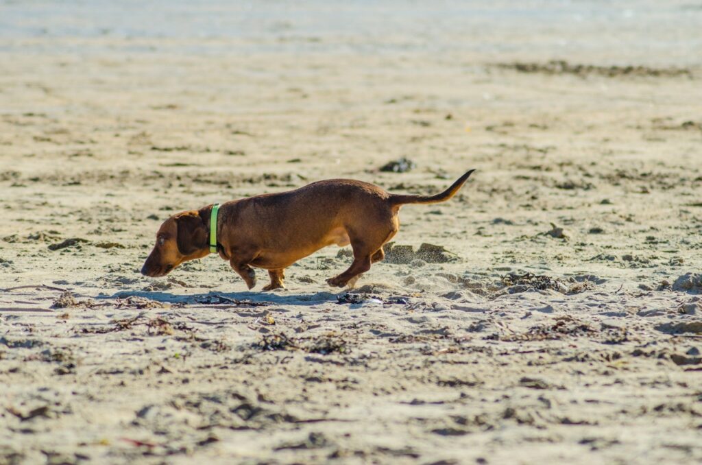 Dachshund