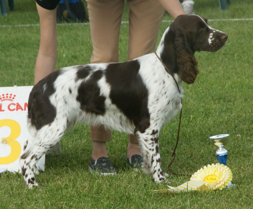 English springer Spaniel