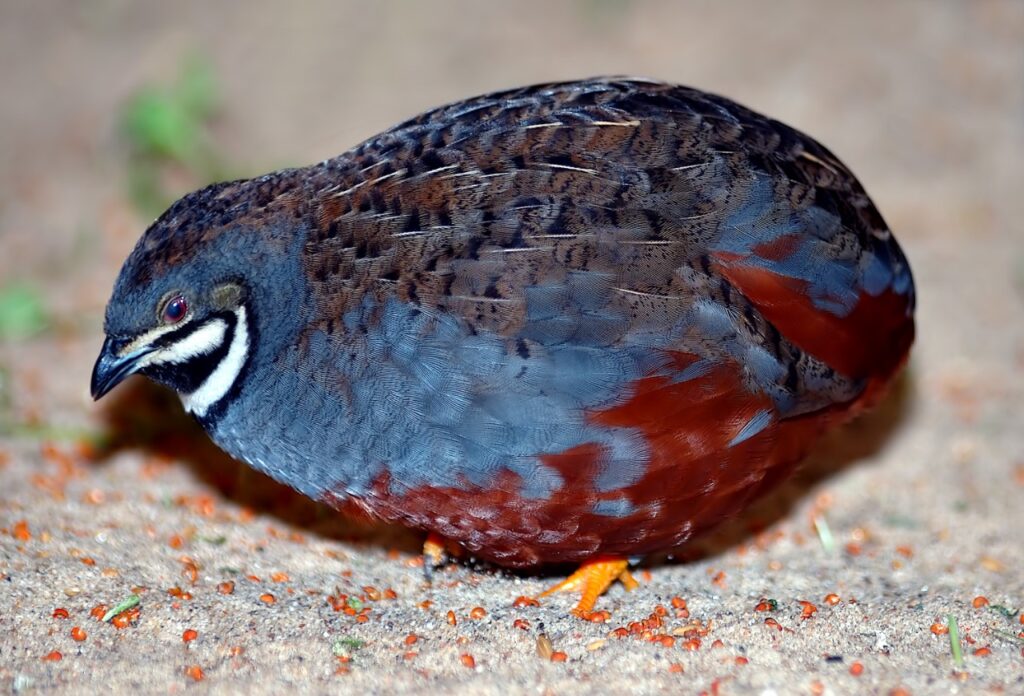 Chinese Painted Quail