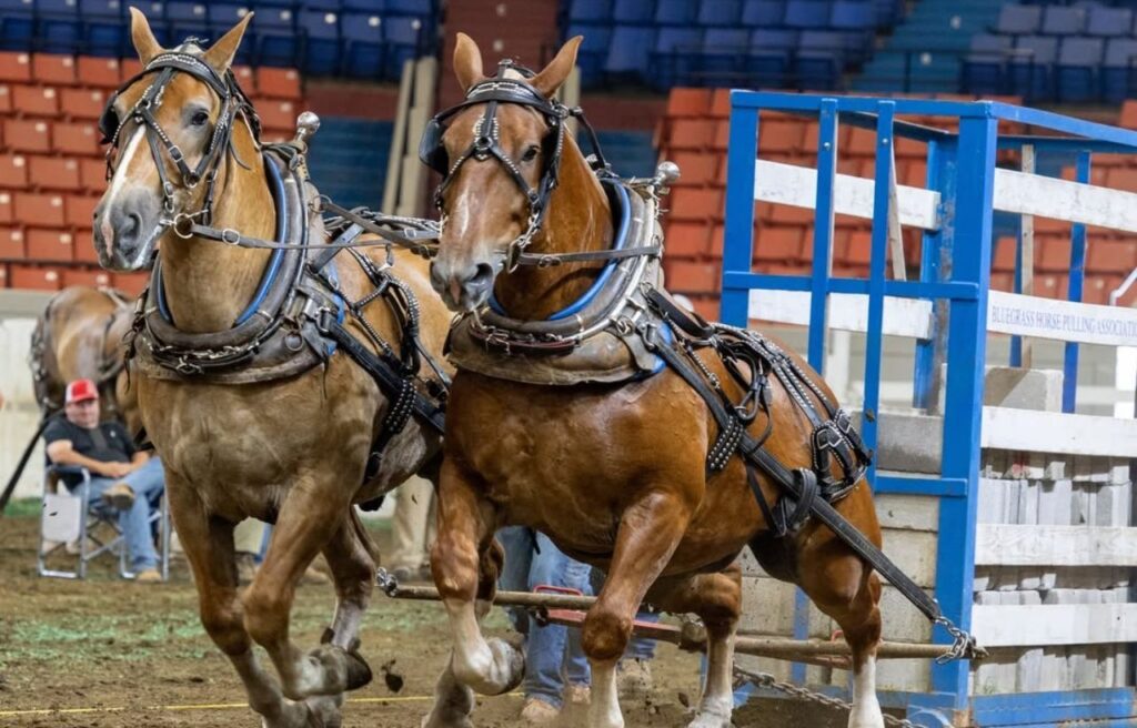 Two draft horses in harness pulling during a competition.