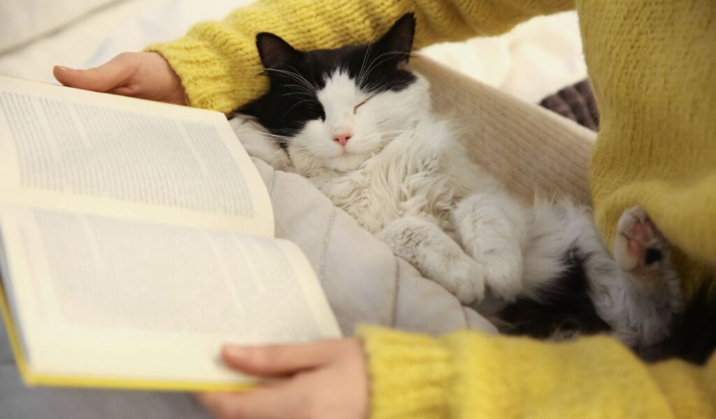 A black and white tuxedo cat sleeping on a person's lap while they read a book.