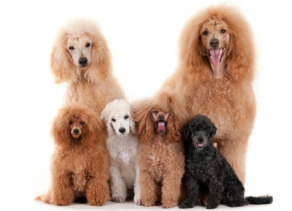 Family of Poodles