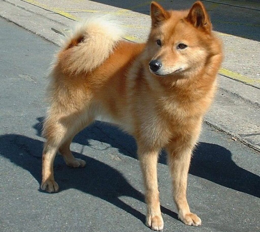 Finnish_Spitz