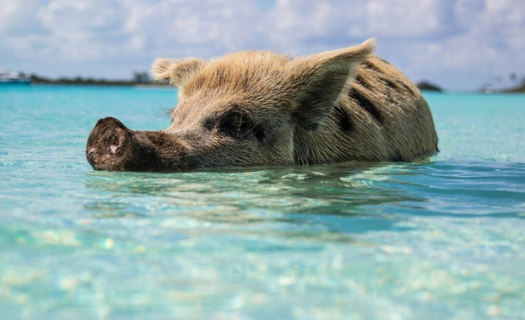 Pig Swimming