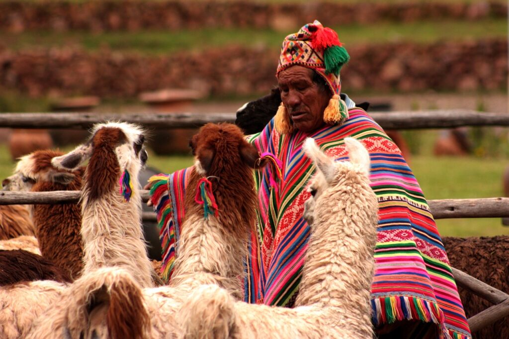 Man with Llamas