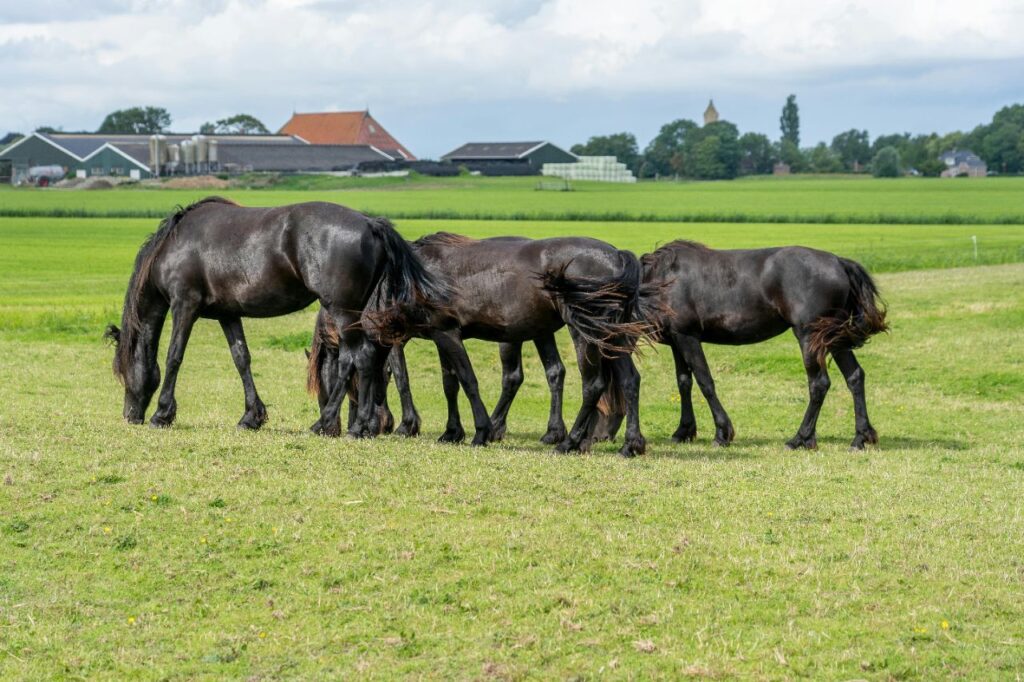 Friesian horses