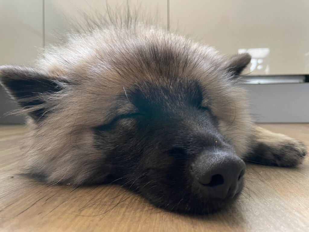 Keeshond Sleeping
