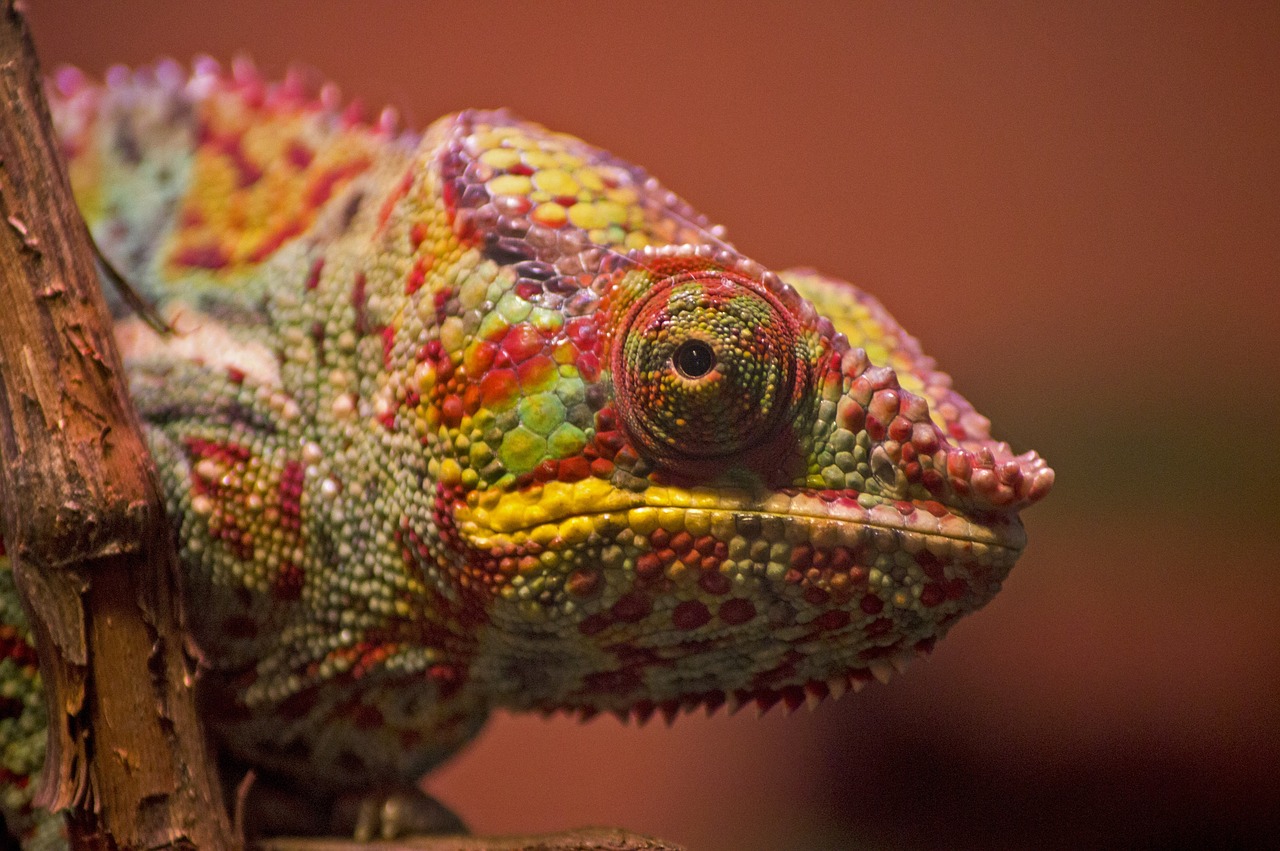 A Chameleon peeking