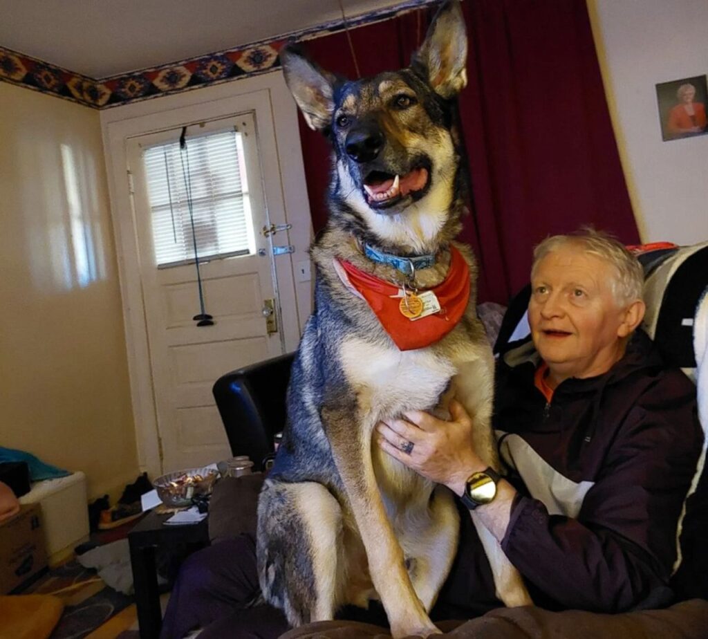 GSD on lap