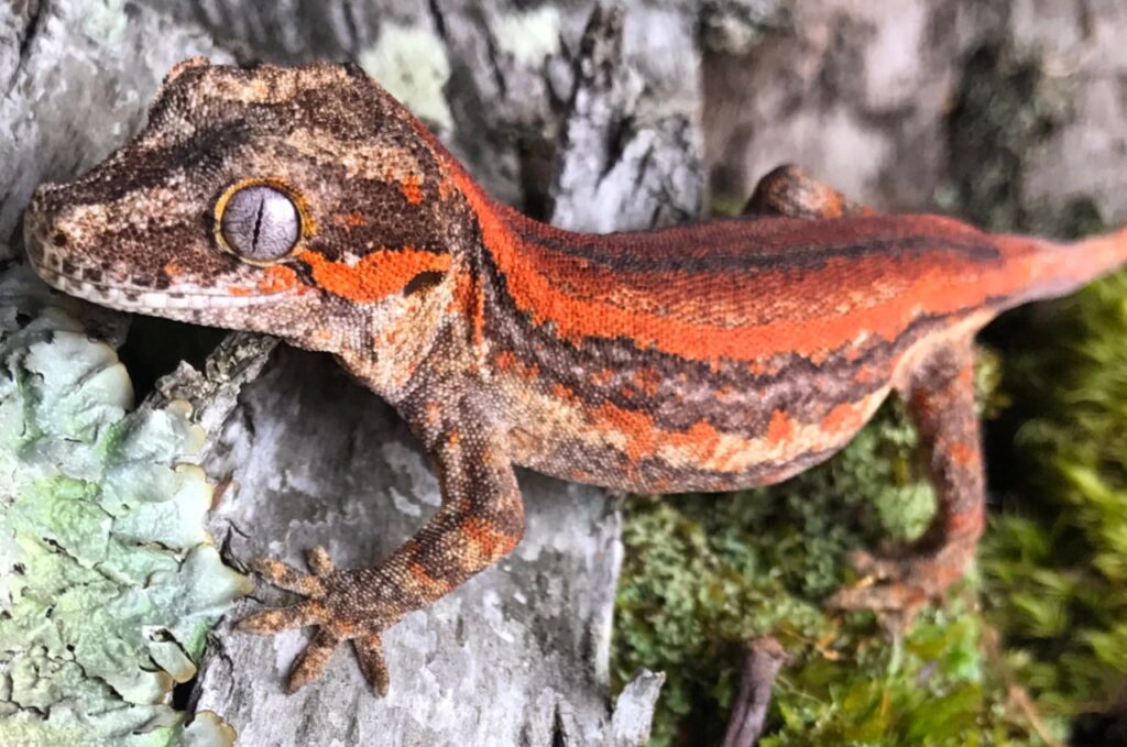 Gargoyle Gecko
