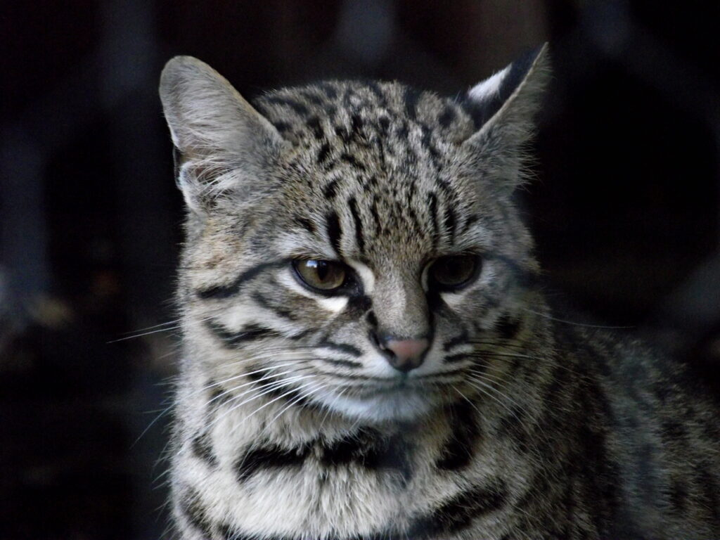 Geoffroy's_Cat