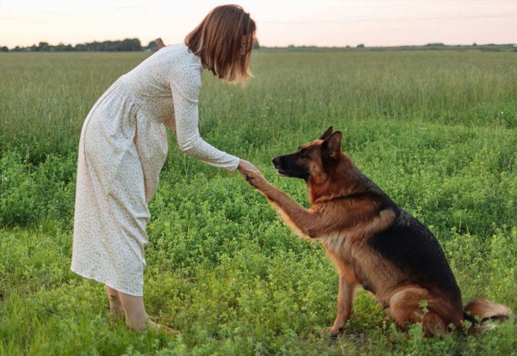 German Shepherd