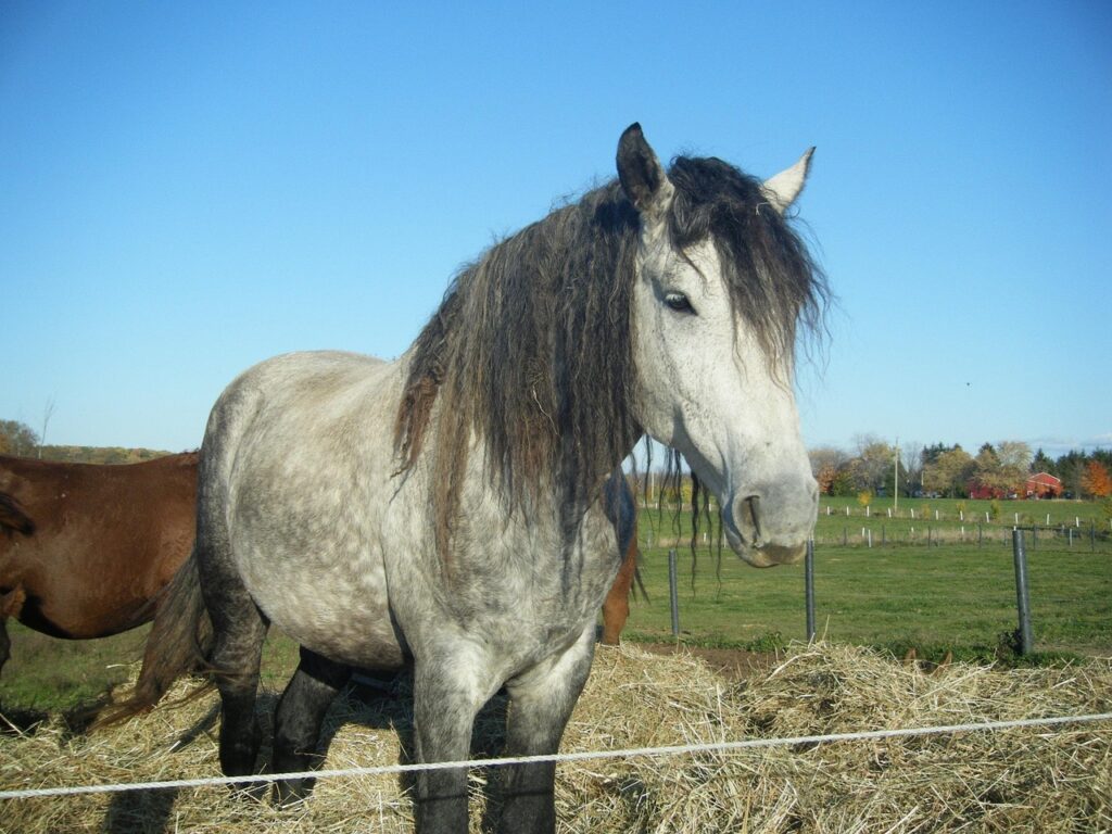 American Bashkir Curly Horse