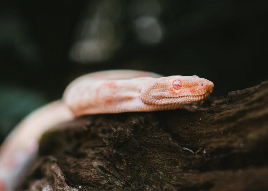 Close-up of Albino Snake on Tree Branch (Boa Constrictor)