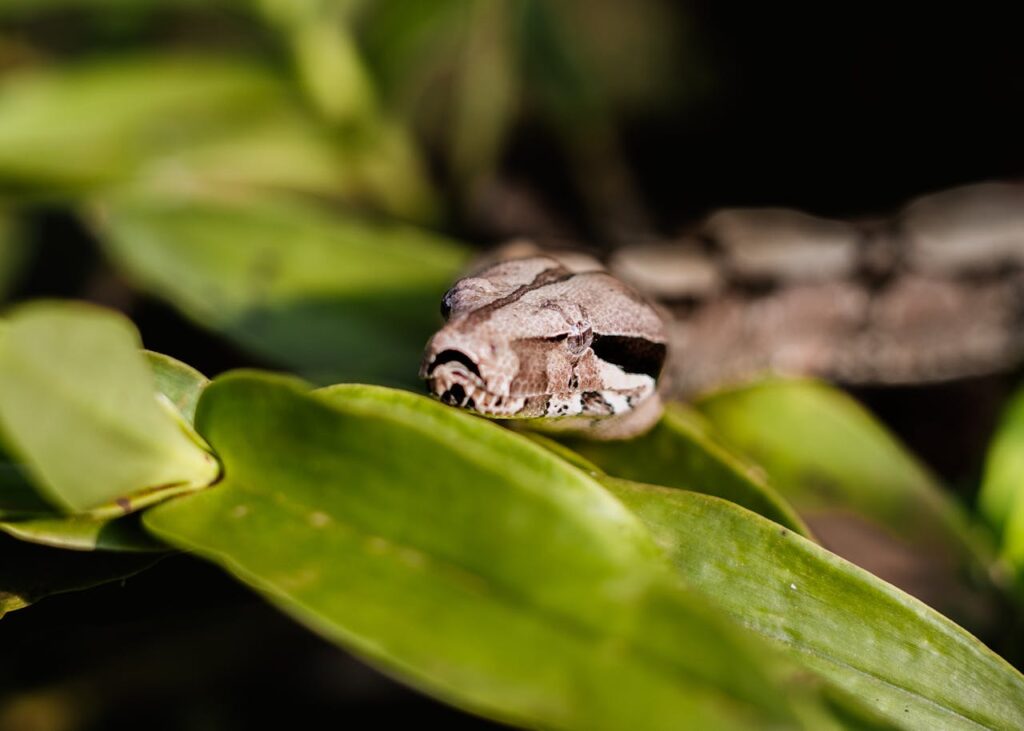 Boa constrictor