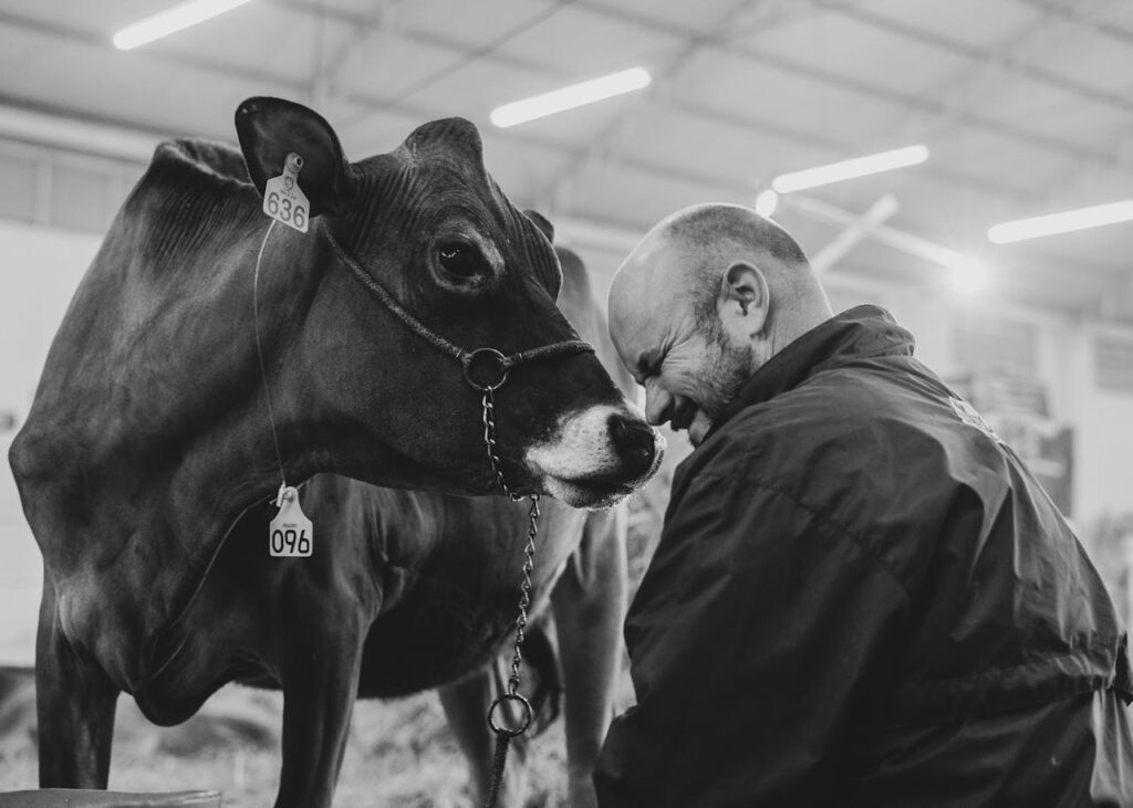 Cow with man