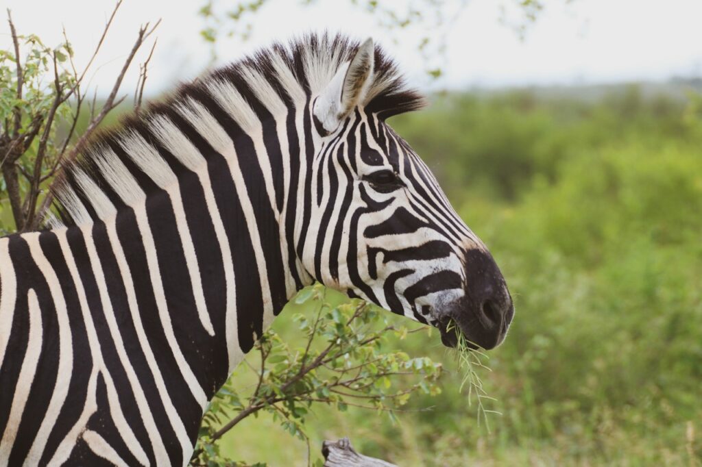 Zebra