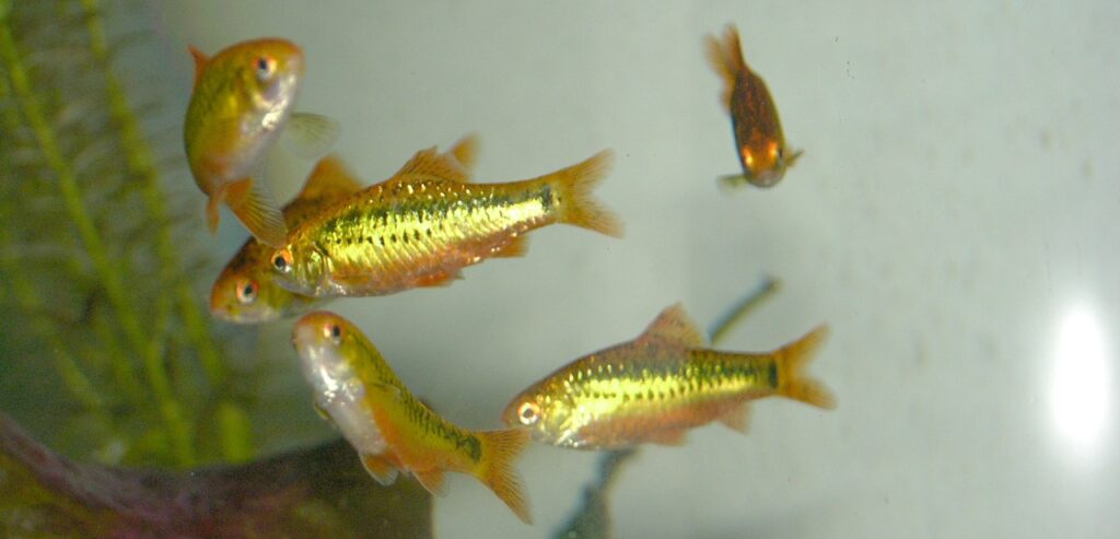 Gold Barb