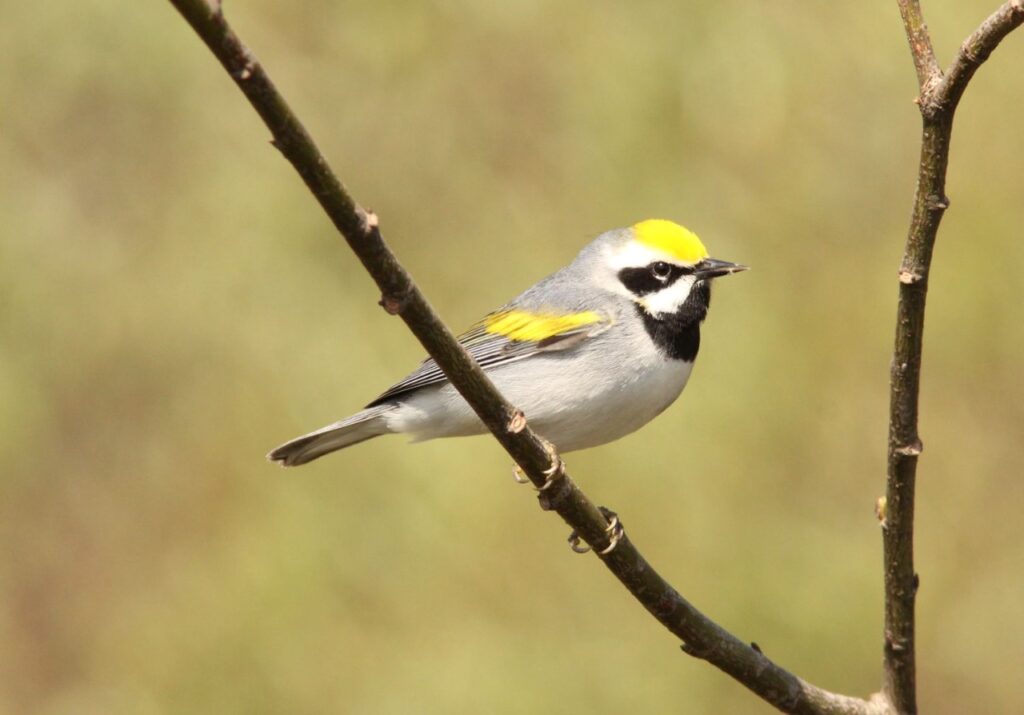 Golden winged Warbler