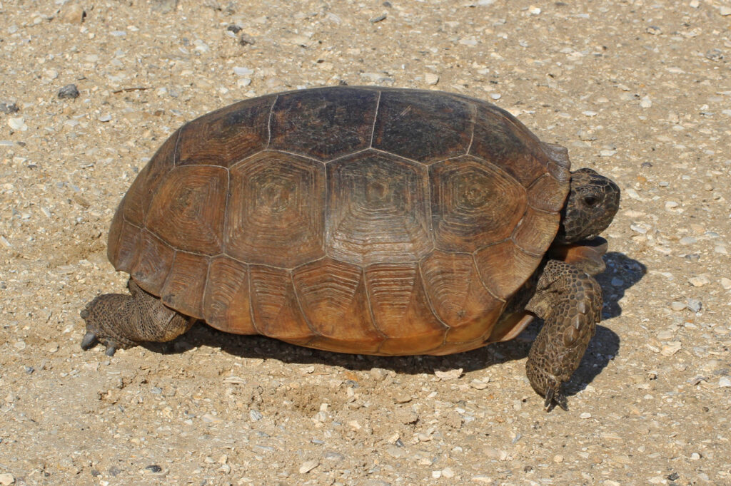 Gopher_Tortoise
