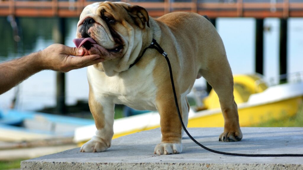 Bulldog