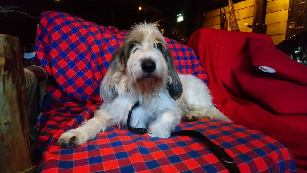 Grand Bassett Griffon Vendéen