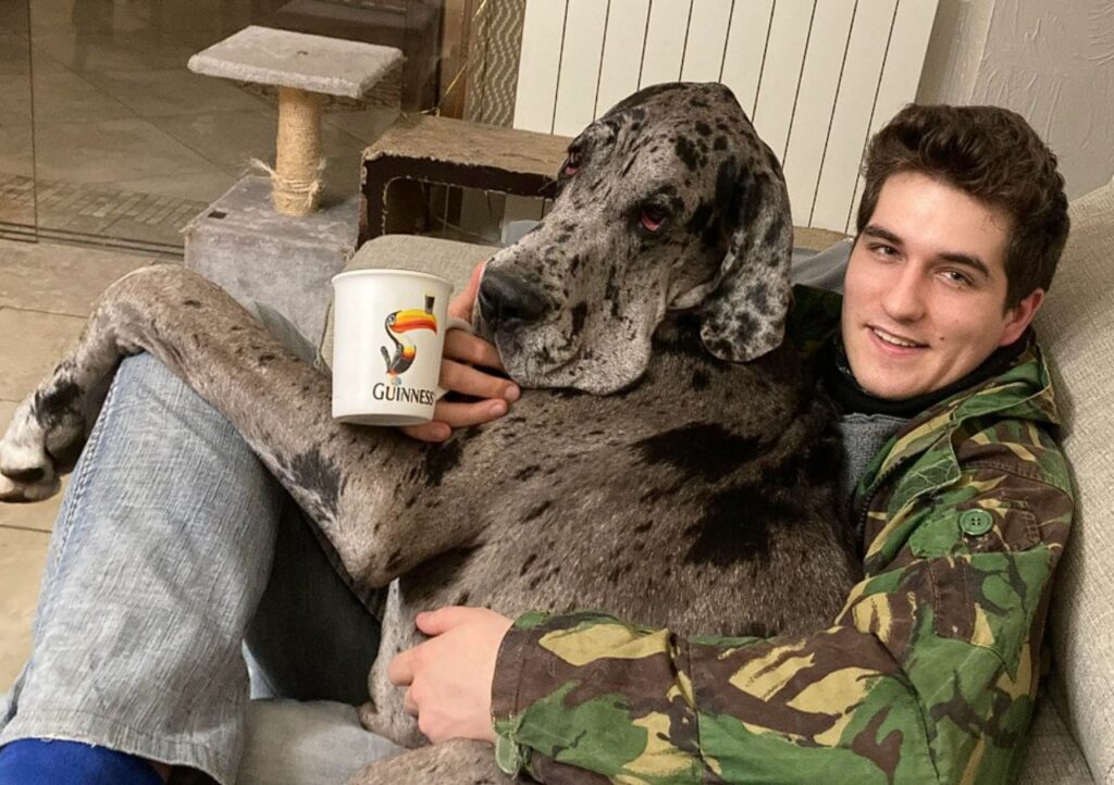 Great Dane on lap