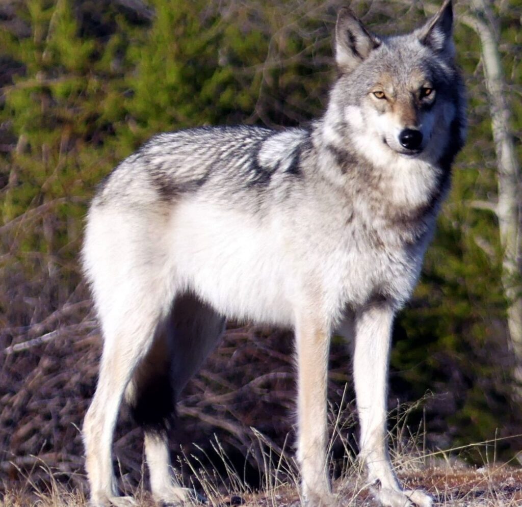Great Plains Wolf
