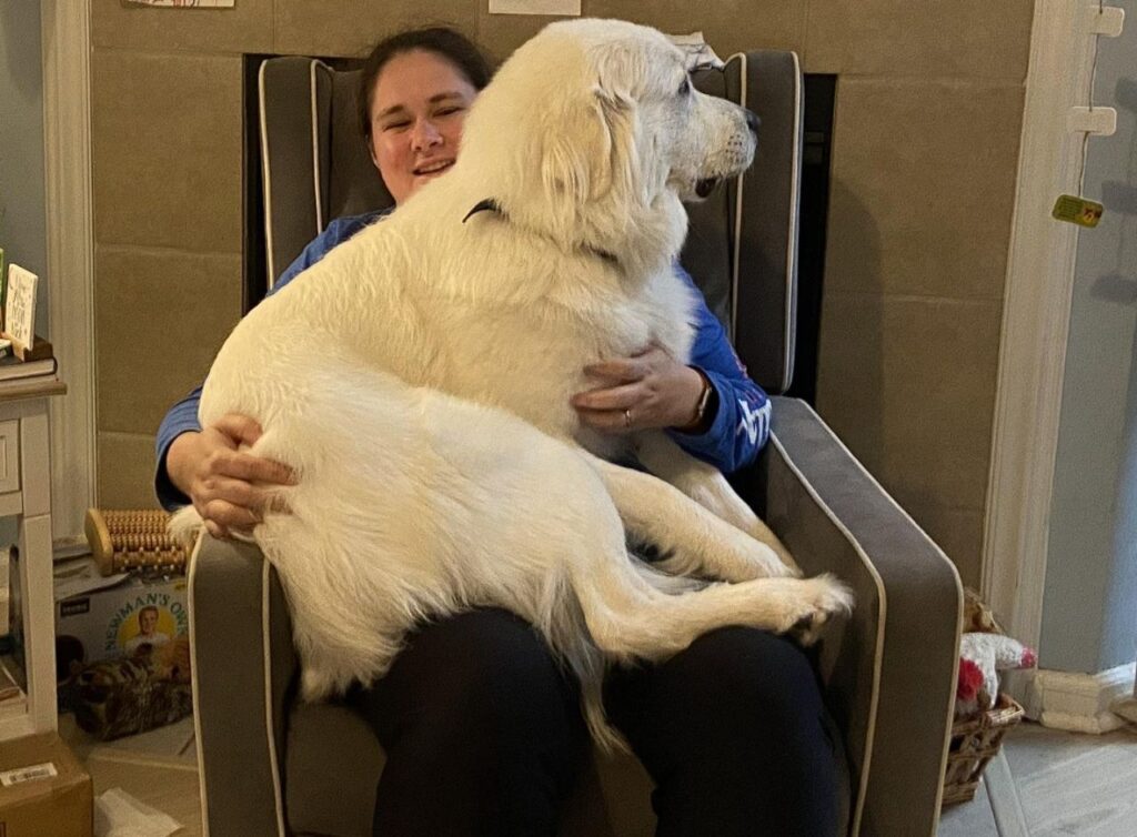 Great Pyrenees on lap