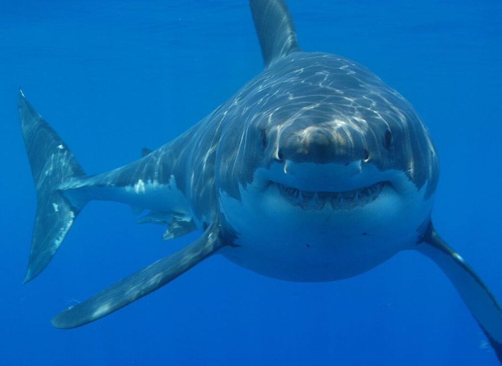 Great_white_shark