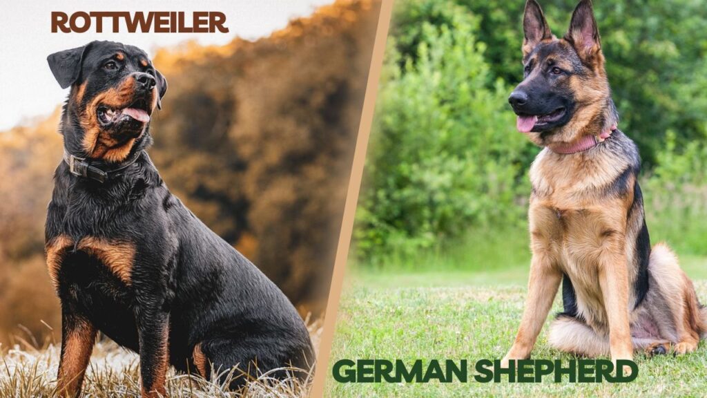 rottweiler and german shephard