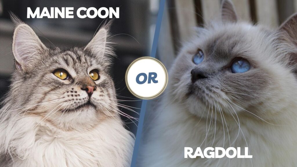 Maine coon vs Ragdoll