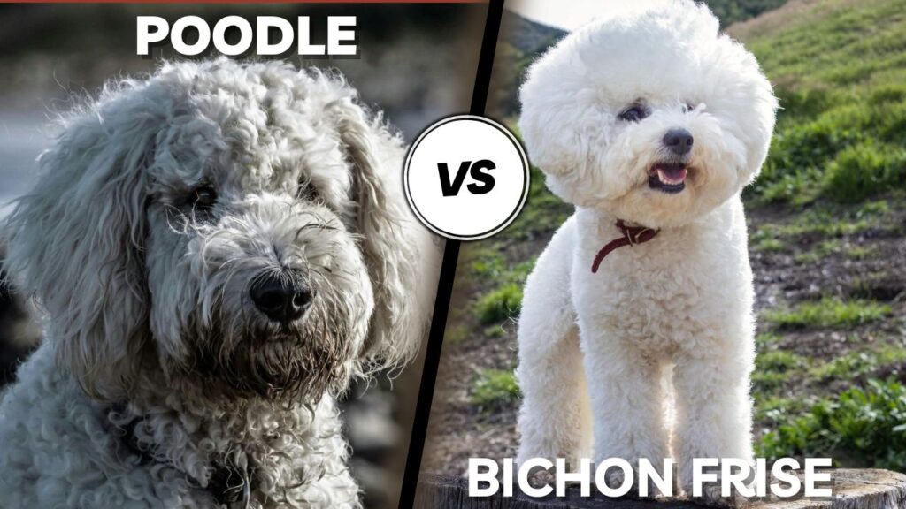 Poodle vs Bichon Frise