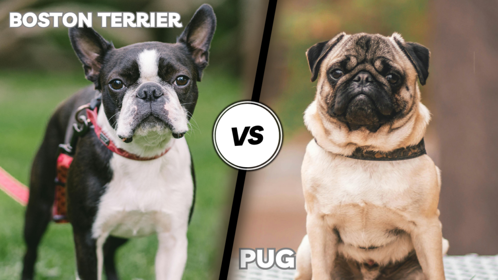 Boston Terrier and Pug side-by-side comparison image with "VS" label in the center.