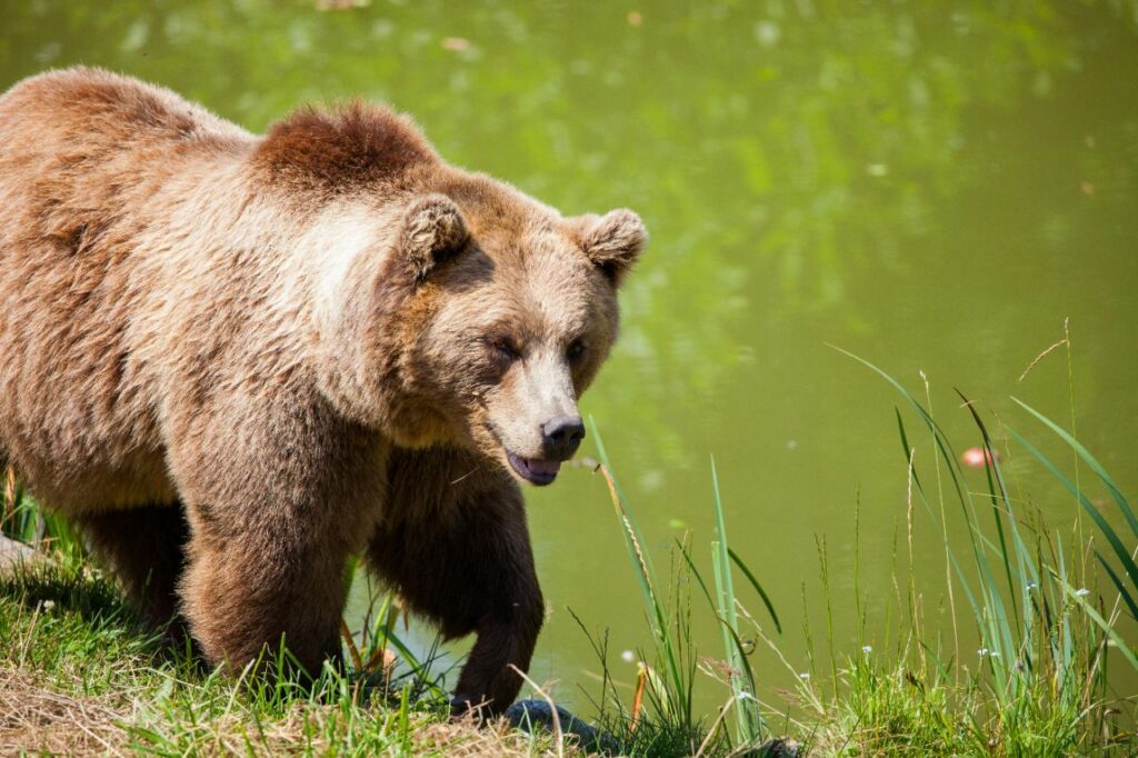 Grizzly bear
