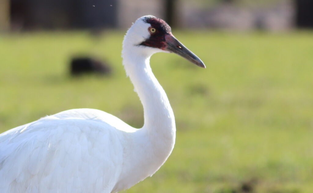 Whopping Crane