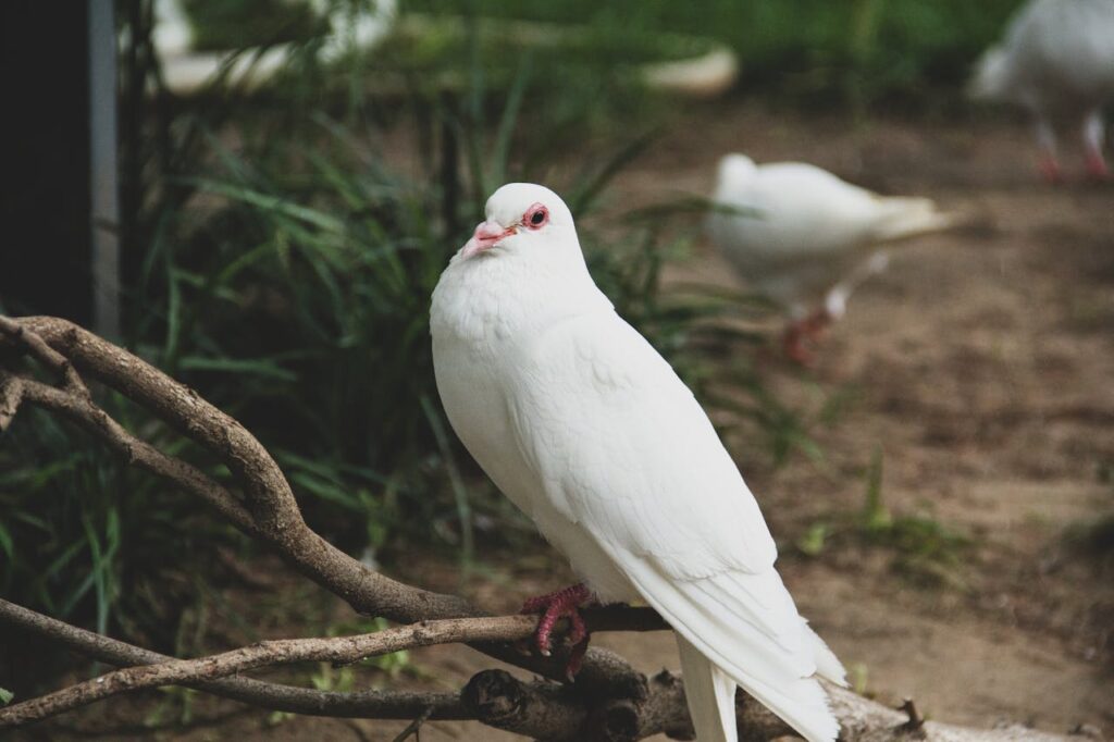 Dove