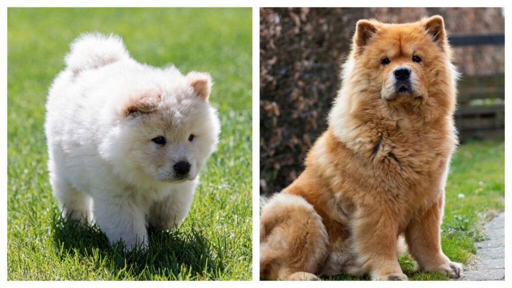 Chow Chow pup vs. Adult