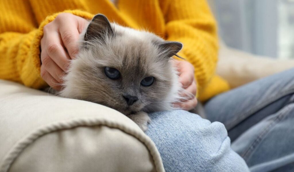 A Himalayan cat with blue eyes resting on a person's lap