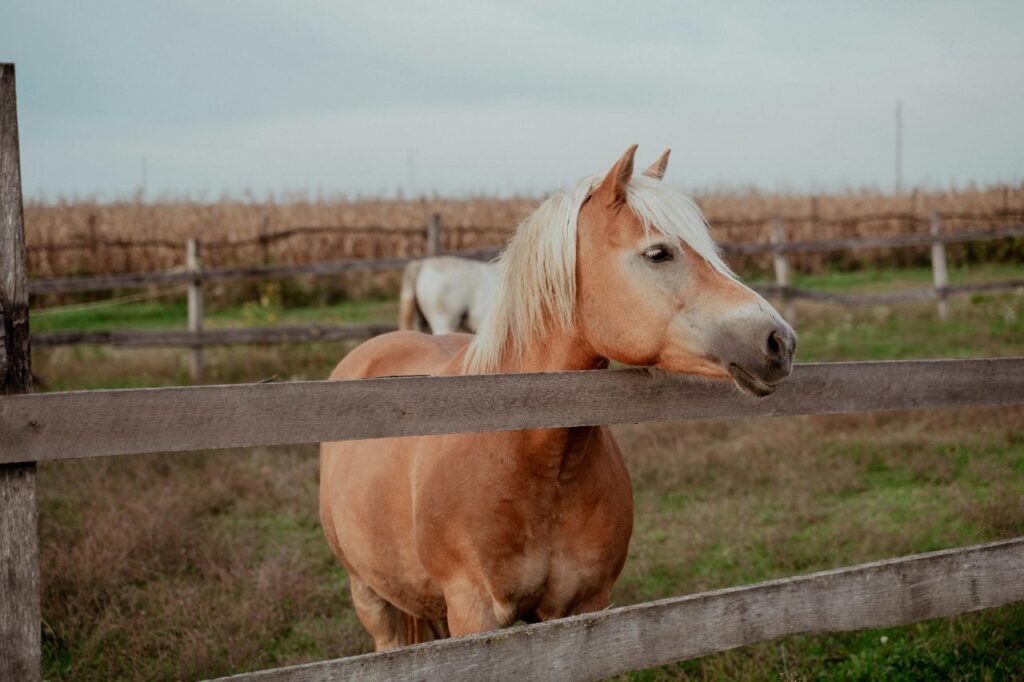 Haflinger