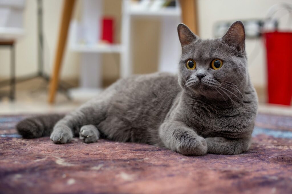 British Shorthair