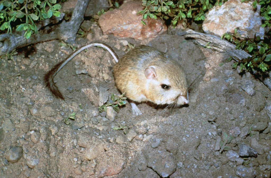 A Giant Kangaroo Rat