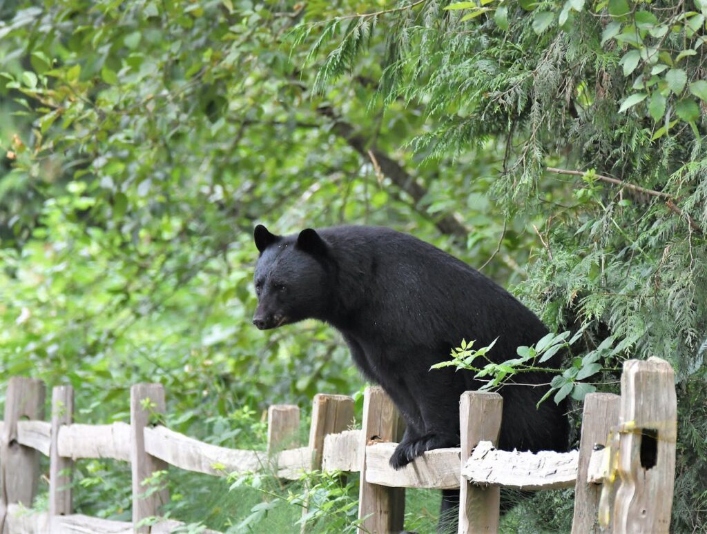 Black Bear