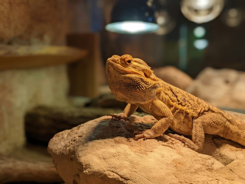 Bearded Dragon 
