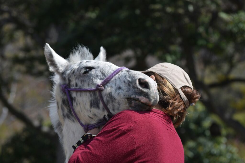 Horse Hugging