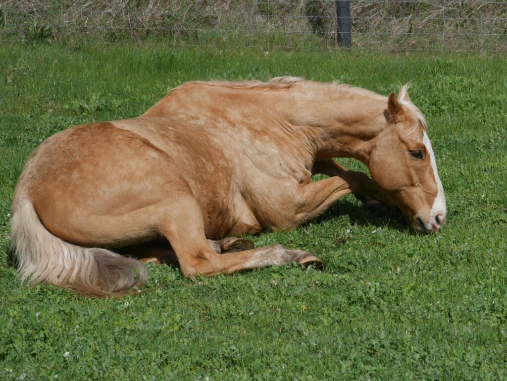 Horse Lying Down