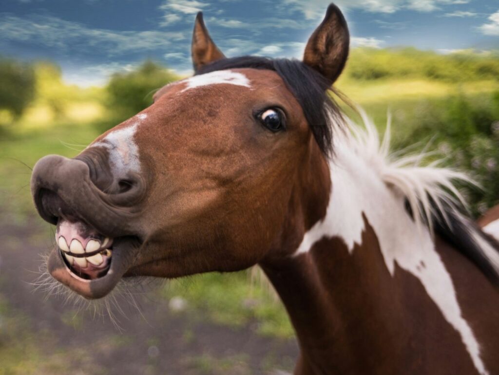 Horse Smiling